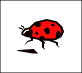 15cocci.gif
